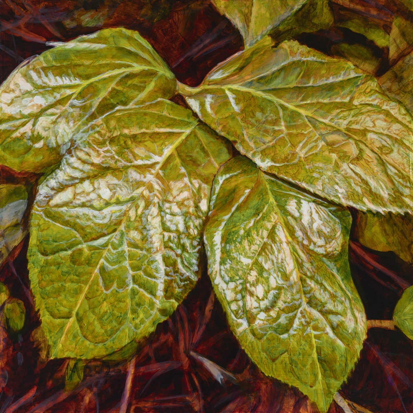Salal