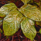 Salal