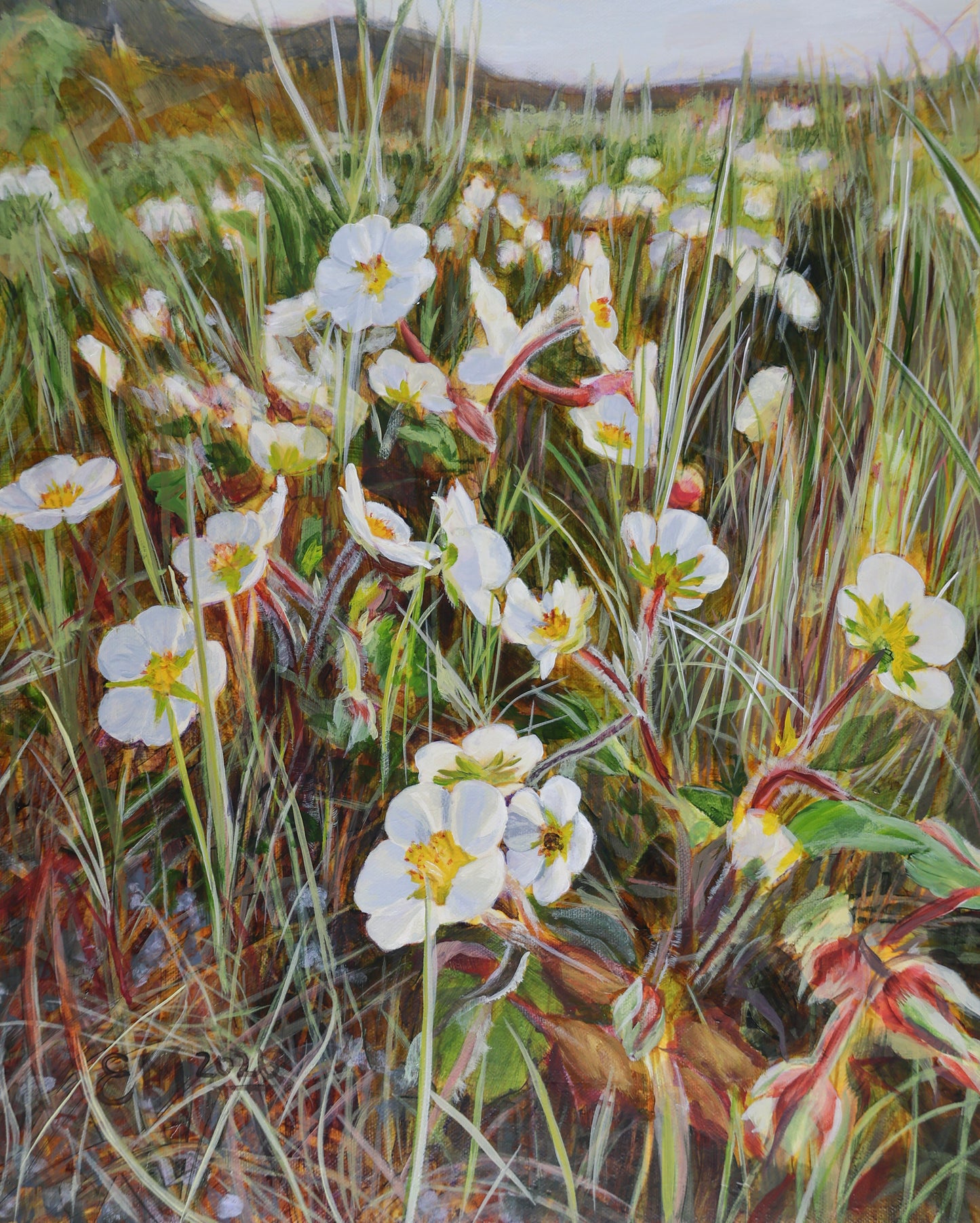 Wild Strawberry